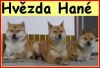 Hvězda Hané - chovatelská stanice psů SHIBA - INU